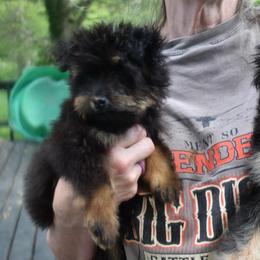 Charlie - Black phantom female Aussiedoodle puppy in Angola, Indiana from Classic City Doodles