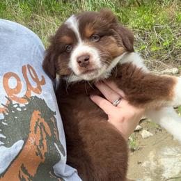 Snickers - Red tri male Miniature Australian Shepherd puppy in Weatherford, Texas from F & T Aussies