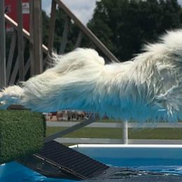 Samoyeds from Diane Dings' Samoyeds