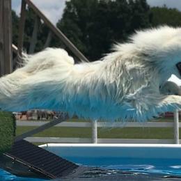 Samoyeds from Diane Dings' Samoyeds