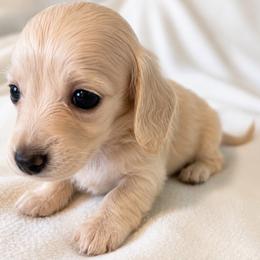 Sporty - Cream female Dachshund puppy in Sebring, Florida from Mini Weenies