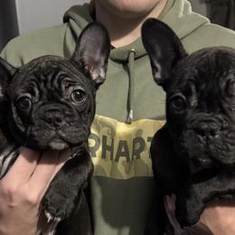 French Bulldogs from Heather Duda