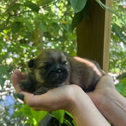 Tyger - Fawn sable male Pekingese puppy in Marshall, North Carolina from Wild Flower Pekingese