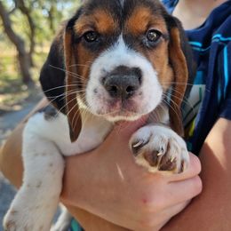 Tri color male 1 - Black tan and white male Beagle puppy in Spring Branch, Texas from Lost Trail Kennels