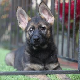 Winter - Sable female German Shepherd puppy in Philippi, West Virginia from Vom Haus Highlands