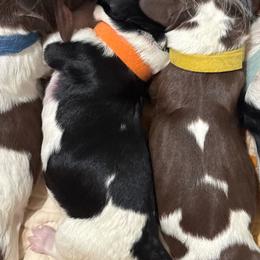 Keaton - Black and white male English Springer Spaniel puppy in Borrego Springs, California from Desert Willow Kennel