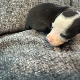 Zoey - Black female Italian Greyhound puppy in Huntsville, Ohio from WAHLTOWAHLIGGYS