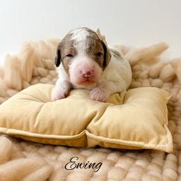 Ewing - Parti female Goldendoodle puppy in from Pink Poodles and Doodles