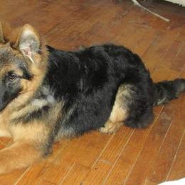 German Shepherd Puppies from Rain's Legacy German Shepherds