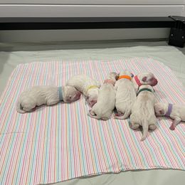 Girl 1 - Yellow Labrador Retriever puppy in Braselton, Georgia from Cedar Creek Labradors