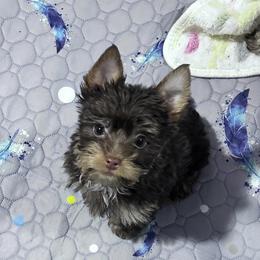 Chocolate boy green - Tan and white male Yorkshire Terrier puppy in Tulsa, Oklahoma from Yorker Puppy Palace