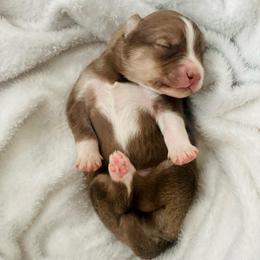 Turks (Pet Only Contract) - Red and white male Pomsky puppy in Greenville, South Carolina from Thicketty Mountain Pomskies