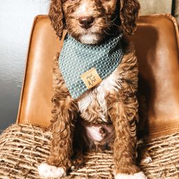 Goldendoodle Puppies from The Doting Doodle