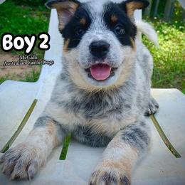 AKC Blue Boy 2 - Blue speckled male Australian Cattle Dog puppy in Mc Comb, Mississippi from McCall's Mississippi AKC Blue Heelers Australian Cattle Dogs