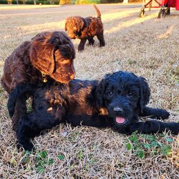 Goldendoodle Puppies from Lucky's Doodlez