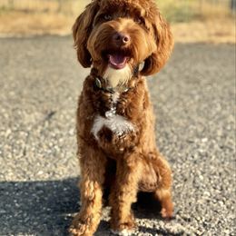 Rocket “Maverick” - Goldendoodle
