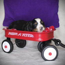 Purple Girl - Black rust and white female Bernese Mountain Dog puppy in Bayard, Nebraska from Colson Kennels