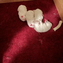 Puppy 2 - White female American Eskimo Dog puppy in Redlands, California from Arctic Storm Kennels