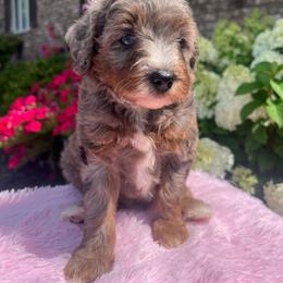 Dixie - Merle female Goldendoodle puppy in Ottawa, Ohio from Simply Beautiful Goldendoodles