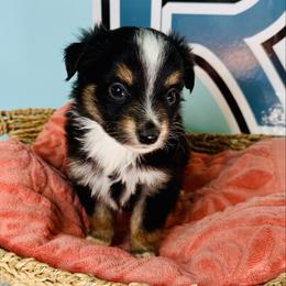 Blk Tri boy - Black tri male Toy Australian Shepherd puppy in Oklahoma City, Oklahoma from Faith River Aussies
