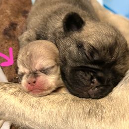 Bryce (tiny runt) - Cream female Pug puppy in Morgantown, West Virginia from Groovy Pugs