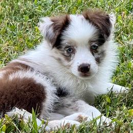 D'arcy - Red merle female Miniature Australian Shepherd puppy in Patterson, North Carolina from DreamLine Aussies