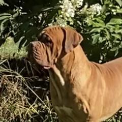 Zeus - Dogue de Bordeaux