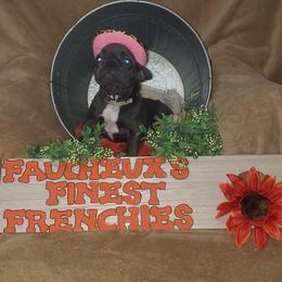 French Bulldog Puppies from Faucheux's Finest Frenchie's