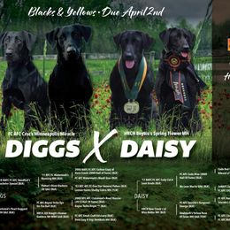 Nine - Black male Labrador Retriever puppy in Ada, Oklahoma from OK GunDogs