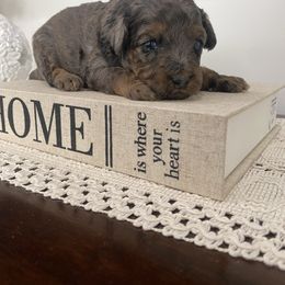 Havapoo puppies from Leo’s Teddy Bear doodles