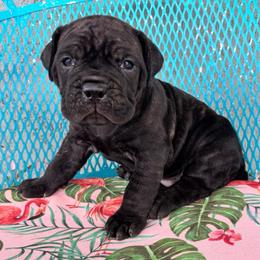 Teal collar - Chestnut brindle female Cane Corso puppy in Tucson, Arizona from Cane Corso Friends