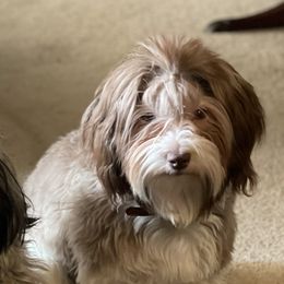 Lily - Havanese
