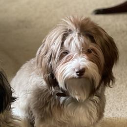 Lily - Havanese