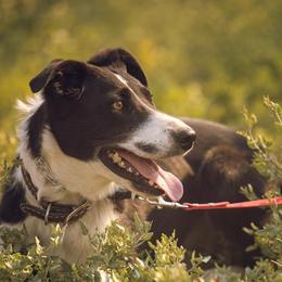 Border Collies from Rocky Mountain Border Collies