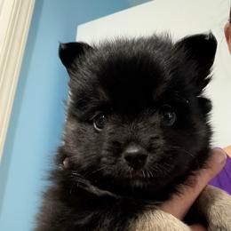 BonBon - Black and white male Pomsky puppy in Avoca, Michigan from Repurposed Paradise Farm