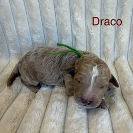 Draco - Apricot male Goldendoodle puppy in Conroe, Texas from Tails of Cypress