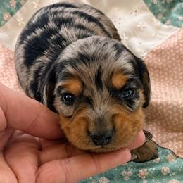 Wyatt - Dapple male Dachshund puppy in Salem, Oregon from Longdox Mini Dachshunds