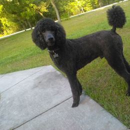 Poodle Puppies from Deborah Busch Poodles