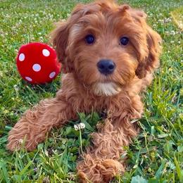 Sprout - Calm, affectionate male - Red male Cavapoo puppy in Knoxville, Tennessee from Duke’s Forever Doodles