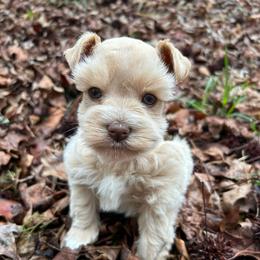 Midas - Wheaten male Miniature Schnauzer puppy in Clover, South Carolina from Bobo’s Babies Kennels