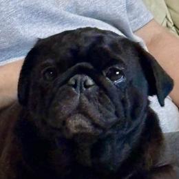 Gracie Mae - Pug