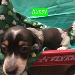 T's Kennel Buddy - Piebald male Dachshund puppy in Poplarville, Mississippi from T's Kennel