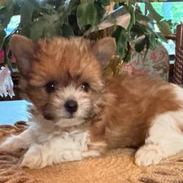 Sally - Parti female Yorkshire Terrier puppy in Lafayette, Georgia from Berggipfel Yorkies