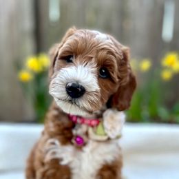 Australian Labradoodle Puppies from Lake Bay Labradoodles