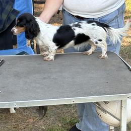 Hazel - Dachshund