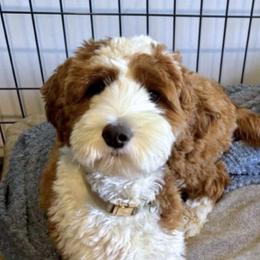 Margot - Goldendoodle