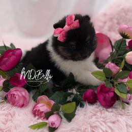 AKC Minnie - Black and tan female Pomeranian puppy in Houston, Texas from MD Bella Pomeranian