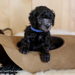 Poodle Puppies from Solid Oak Ranch