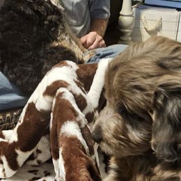 Aussiedoodle, Poodle, and Toy Australian Shepherd Puppies from Wild Farm Puppies