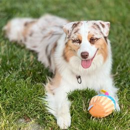 Maple - Australian Shepherd